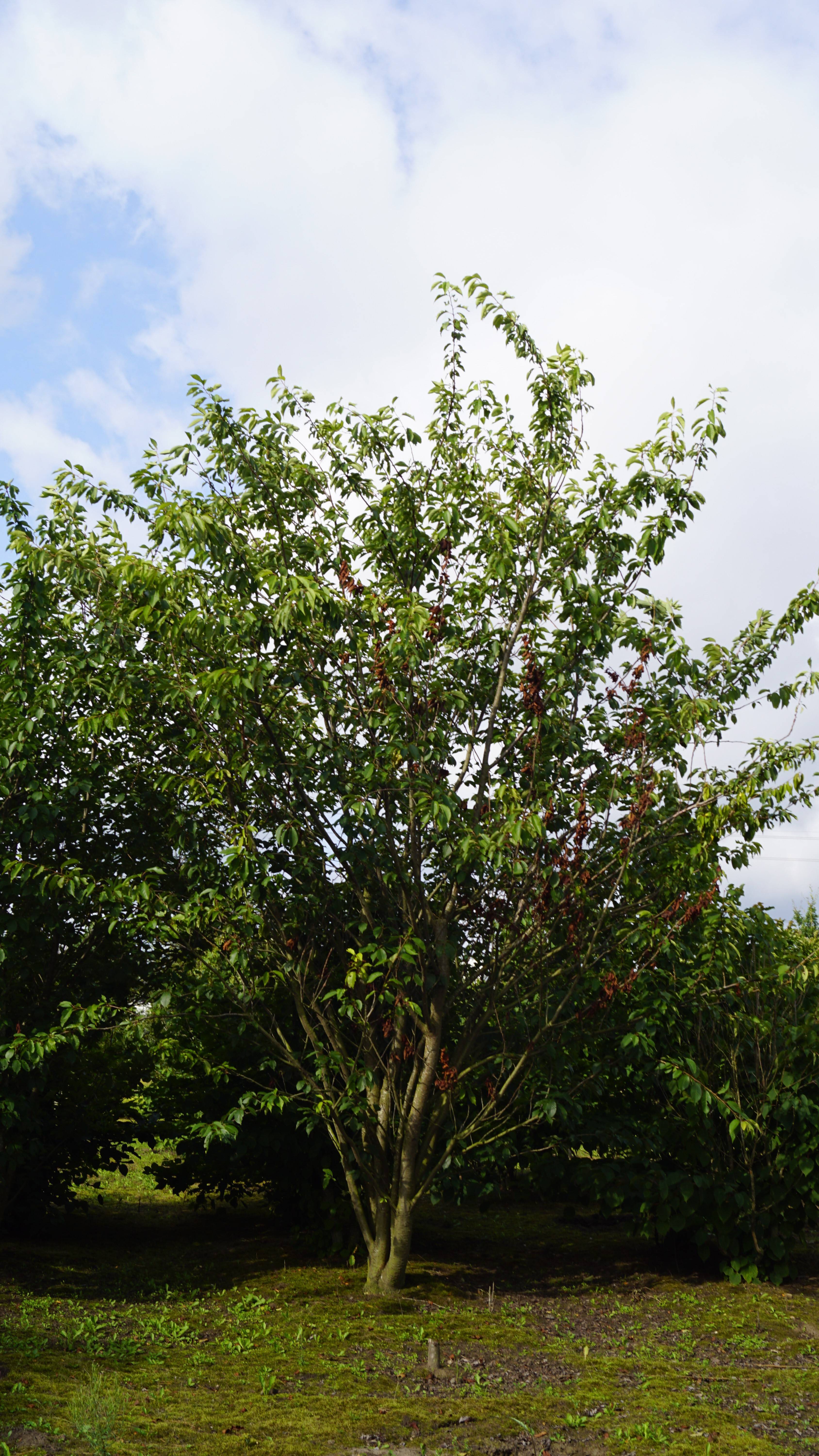 Prunus serrulata 'Kanzan' (2)-1